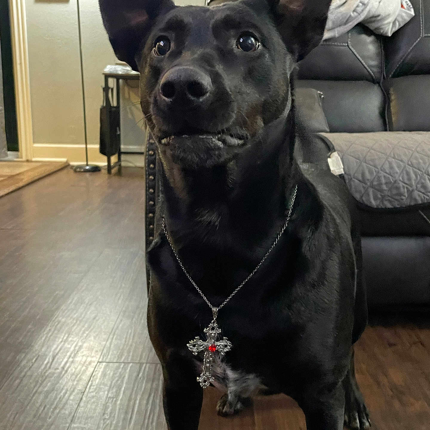 Nalla is registered to the contest to win money with this photo: accessories, animal, architecture, bag, building, canine, couch, dog, furniture, handbag, hardwood, indoors, jewelry, labradorretriever, livingroom, necklace, pendant, pet, room, wood