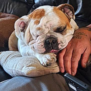 Jazmine joined the competition — help win amazing prizes! bulldog, dog, sleeping, paw, hand, tattoo, phone, cushion, leather_couch, resting, close_up, indoor, relaxed, pet, companion, nap, furniture, cozy, brown_and_white, animal
