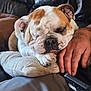 bulldog, dog, sleeping, paw, hand, tattoo, phone, cushion, leather_couch, resting, close_up, indoor, relaxed, pet, companion, nap, furniture, cozy, brown_and_white, animal