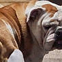 Jazmine is registered to the contest to win money with this photo: bulldog, dog, pet, animal, indoor, close_up, brown, white, wrinkles, face, fur, canine, companion, mammal, domestic_animal, portrait, expression, head, ears, snout
