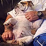 bulldog, dog, pet, couch, person, tattoo, watch, ring, white_shirt, blue_pants, leather_furniture, relaxation, indoor, comfort, casual, lap, hand, resting, closeup, bond