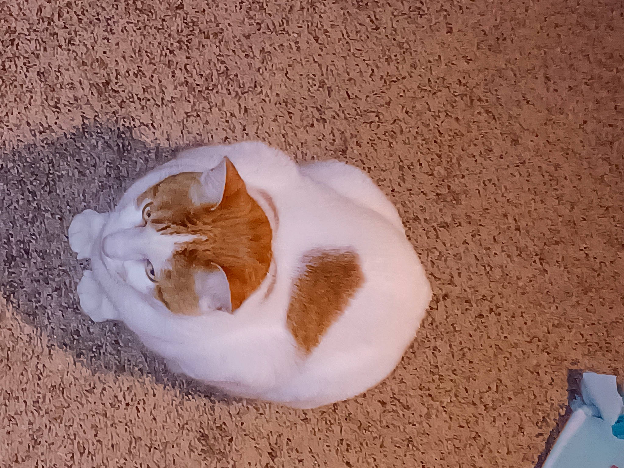 Gibson joined the competition — help win amazing prizes! beige, brown, carnivore, cat, domestic_short_haired_cat, fawn, felidae, fur, natural_material, paw, sand, shadow, small_to_medium_sized_cats, soil, tail, terrestrial_animal, whiskers, wood