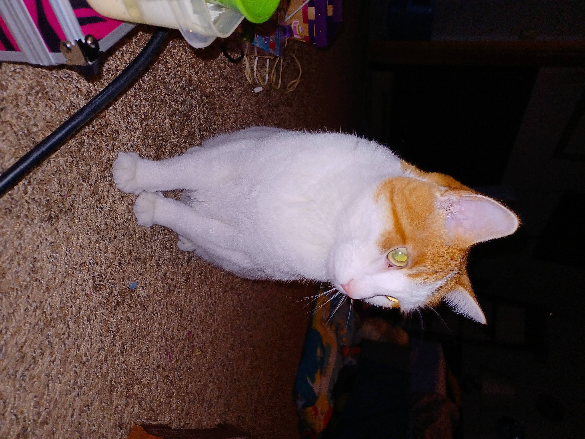 Gibson is registered to the contest to win money with this photo: canidae, carnivore, cat, claw, domestic_short_haired_cat, fawn, felidae, flooring, fur, household_supply, lap, paw, small_to_medium_sized_cats, snout, tail, whiskers, wood