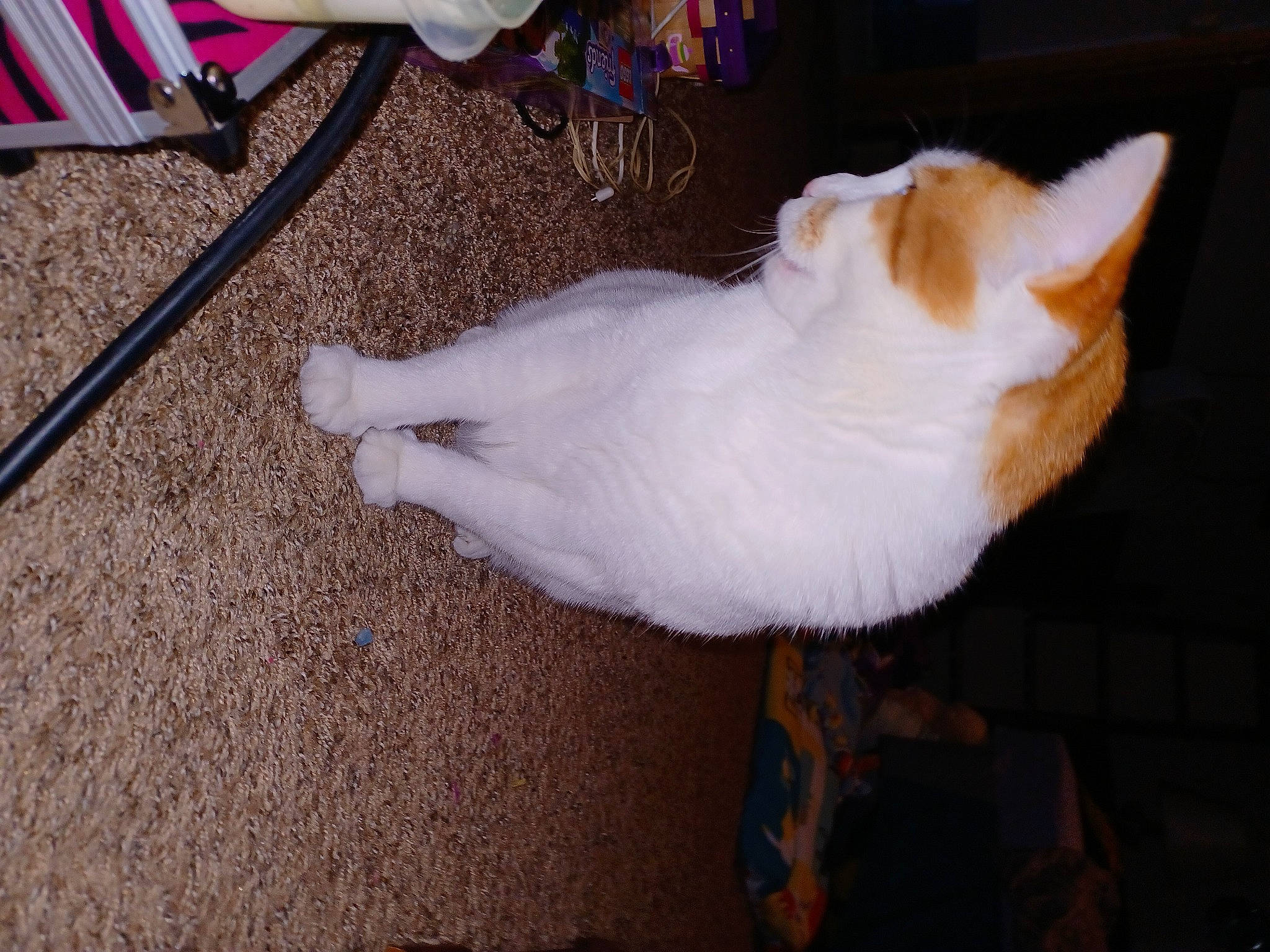 Gibson joined the competition — help win amazing prizes! canidae, carnivore, cat, claw, companion_dog, dog_breed, domestic_short_haired_cat, fawn, felidae, flooring, foot, fur, hardwood, paw, small_to_medium_sized_cats, snout, sporting_group, tail, whiskers, wood