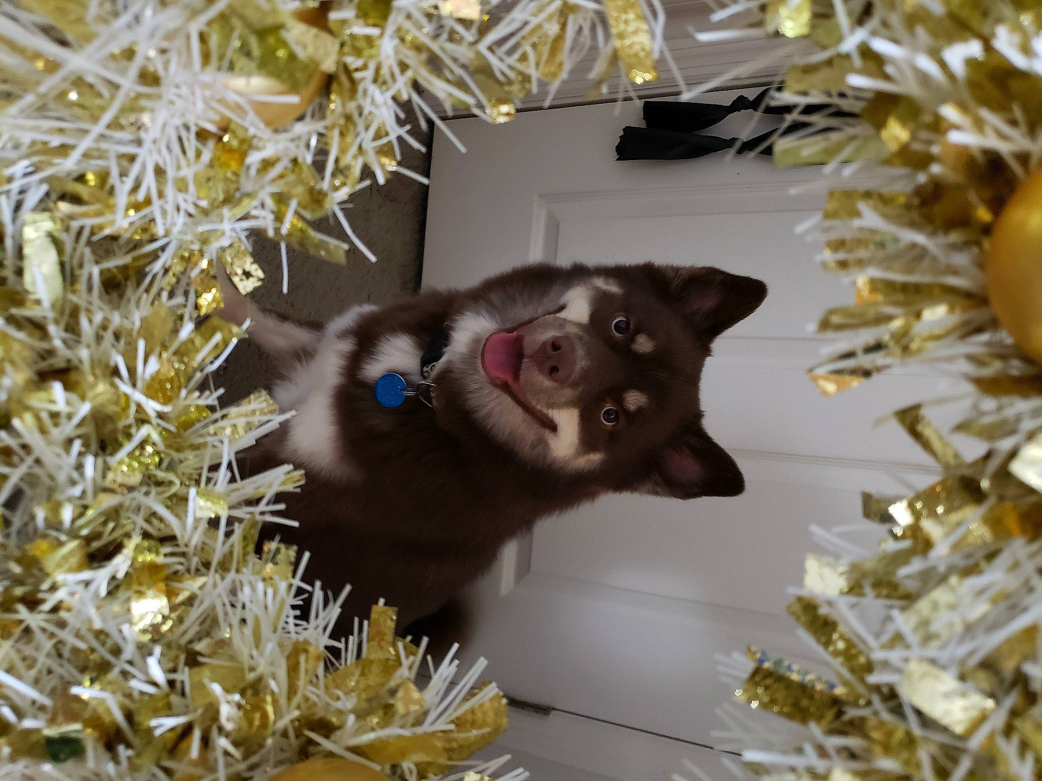 Mocha Haynie joined the competition — help win amazing prizes! canidae, carnivore, christmas_ornament, conifer, dog_breed, event, fawn, felidae, fur, grass, marsupial, opossum, plant, possum, small_to_medium_sized_cats, snout, sporting_group, virginia_opossum, whiskers, yellow