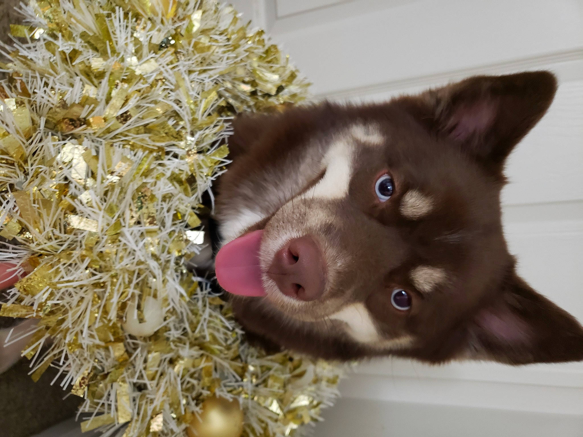 Mocha Haynie is registered to the contest to win money with this photo: canidae, carnivore, claw, companion_dog, dog_breed, domestic_short_haired_cat, event, fawn, felidae, fur, liver, non_sporting_group, paw, small_to_medium_sized_cats, sporting_group, whiskers, working_animal