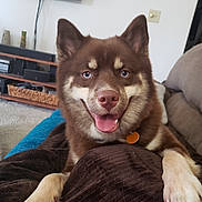 Mocha Haynie joined the competition — help win amazing prizes! dog, brown_dog, blue_eyes, smiling, tongue_out, paws, blanket, living_room, couch, television, shelf, home_interior, pet, canine, happy, relaxed, indoor, fur, cute, companion