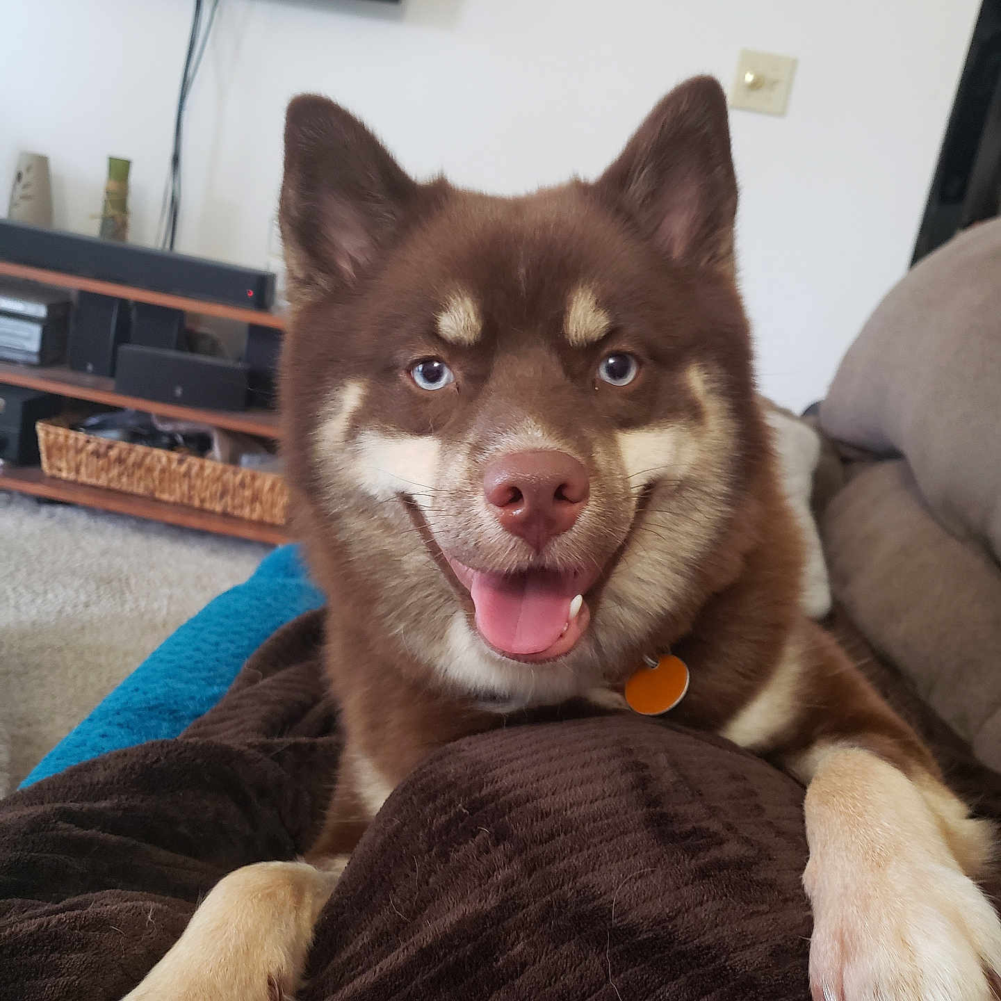 Mocha Haynie joined the competition — help win amazing prizes! dog, brown_dog, blue_eyes, smiling, tongue_out, paws, blanket, living_room, couch, television, shelf, home_interior, pet, canine, happy, relaxed, indoor, fur, cute, companion