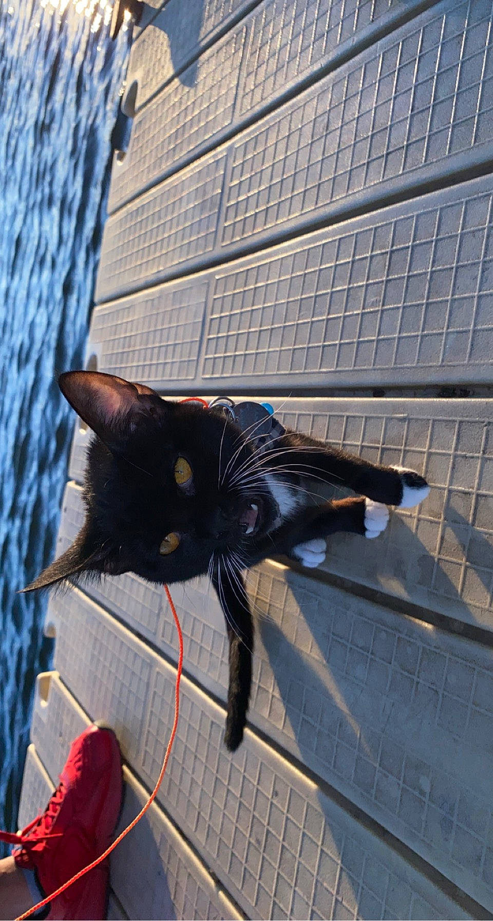 Tickles is registered to the contest to win money with this photo: black_cat, carnivore, cat, claw, domestic_short_haired_cat, electric_blue, felidae, flooring, fur, grey, human_leg, line, road_surface, shadow, sitting, small_to_medium_sized_cats, snout, tail, whiskers, wood