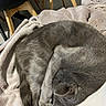 cat, gray_cat, sleeping, curled_up, paw_on_face, blanket, soft_texture, indoor, furniture, chair_legs, cozy, resting, pet, animal, fur, relaxation, home, napping, quiet, peaceful