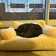 Twixie a rejoint le concours — aidez-le/la à gagner de superbes lots ! cat, gray_cat, pet, sleeping, curled_up, furry, plush_bed, indoor, window, daylight, cozy, resting, animal, soft_texture, furniture, home, comfort, domestic, cute, relaxed