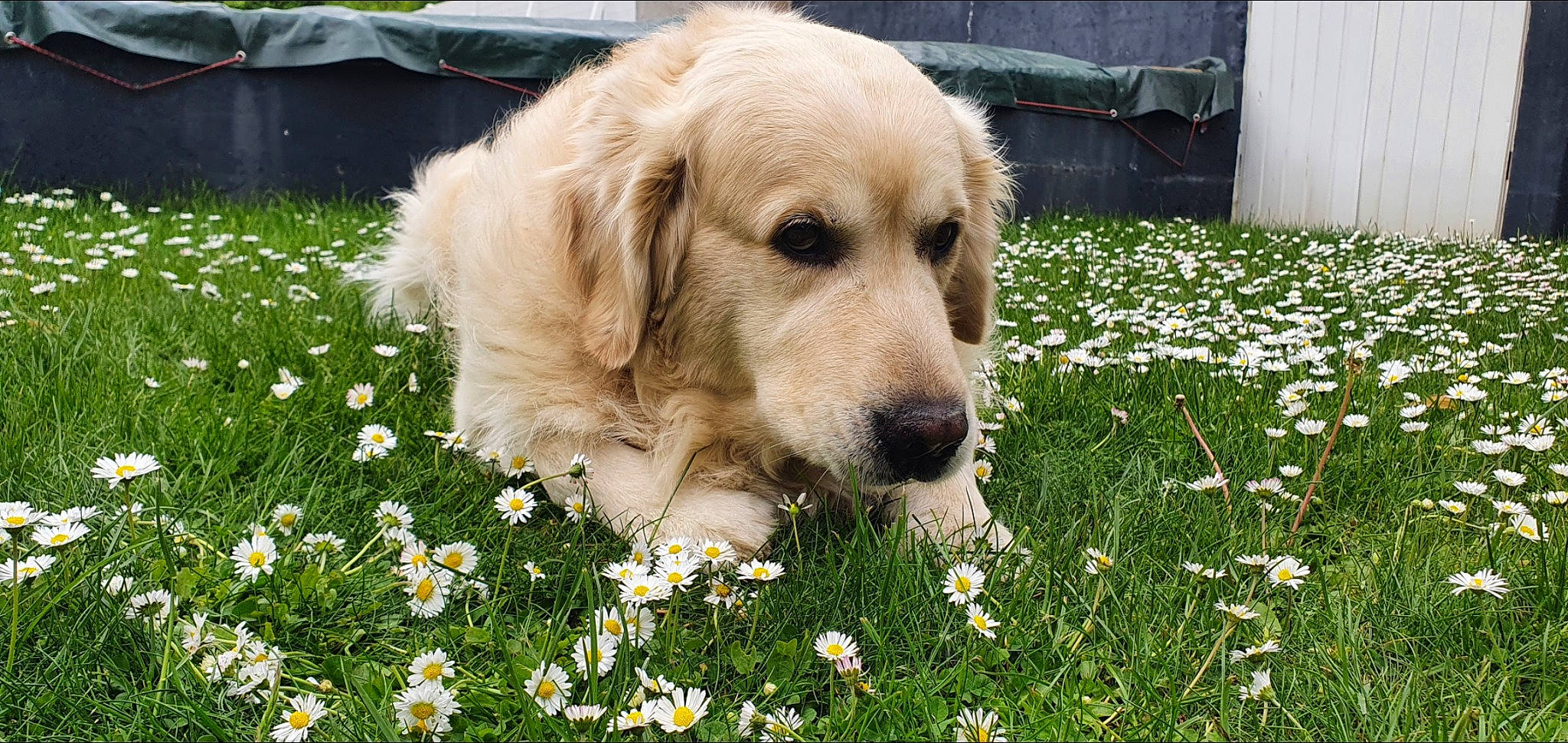 Néos participe au concours pour gagner de l'argent avec cette photo : annual_plant, camomile, canidae, carnivore, companion_dog, dog, dog_breed, flower, garden, grass, green, groundcover, lawn, livestock_guardian_dog, people_in_nature, petal, plant, retriever, shrub, sporting_group