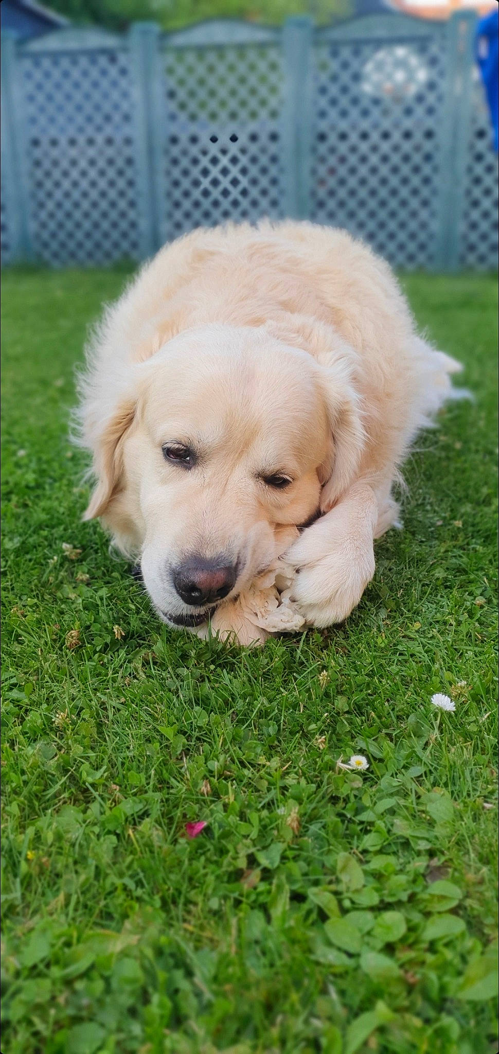 Néos participe au concours pour gagner de l'argent avec cette photo : canidae, carnivore, companion_dog, dog, dog_breed, fawn, fence, fur, garden, grass, groundcover, gun_dog, labrador_retriever, mesh, plant, retriever, snout, sporting_group, working_animal, yard