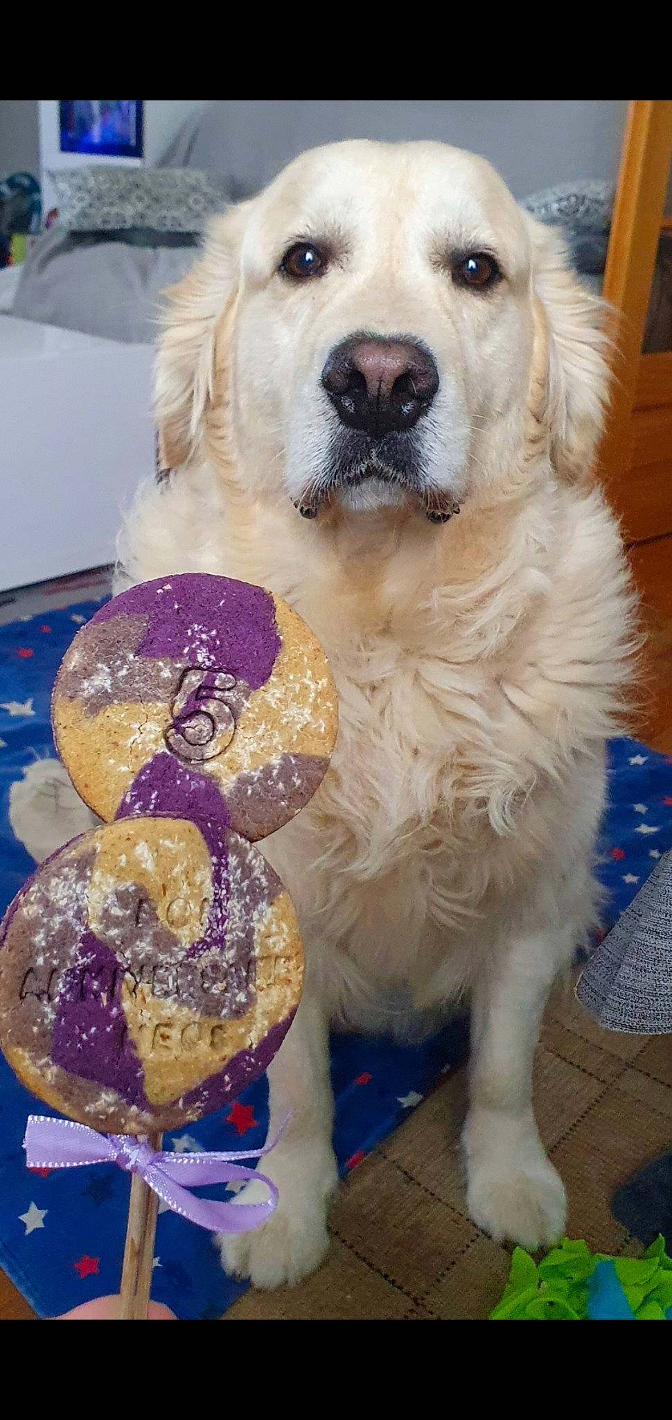 Néos participe au concours pour gagner de l'argent avec cette photo : ancient_dog_breeds, blue, canidae, carnivore, chair, companion_dog, dog, dog_breed, dog_collar, door, event, fawn, fur, gun_dog, snout, sporting_group, whiskers, working_animal, working_dog, yellow