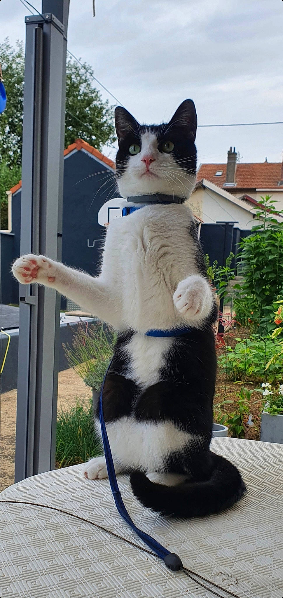 Ramsès a rejoint le concours — aidez-le/la à gagner de superbes lots ! art, blue, carnivore, cat, collar, domestic_short_haired_cat, fawn, felidae, flowerpot, fur, grass, houseplant, paw, plant, sky, small_to_medium_sized_cats, snout, tail, tree, whiskers