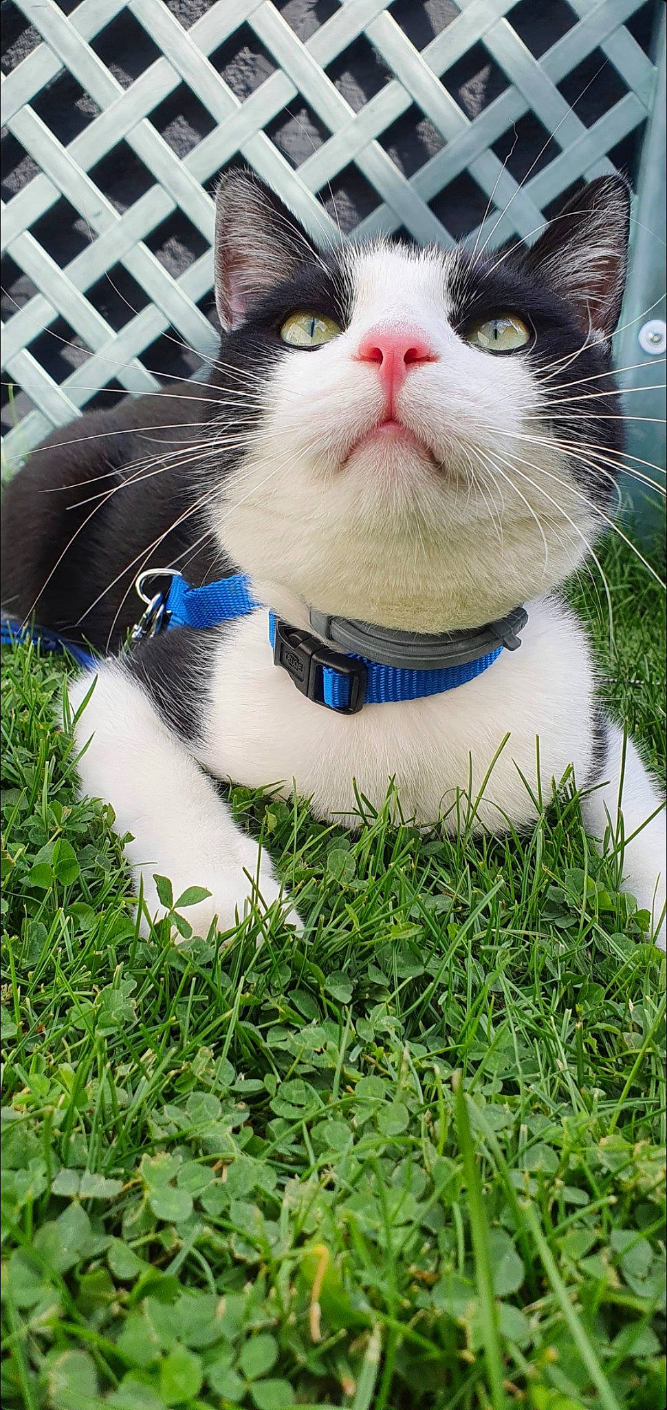 Ramsès participe au concours pour gagner de l'argent avec cette photo : carnivore, cat, collar, domestic_short_haired_cat, electric_blue, felidae, foot, fur, grass, groundcover, herbaceous_plant, iris, paw, pet_supply, plant, small_to_medium_sized_cats, snout, tail, terrestrial_animal, whiskers