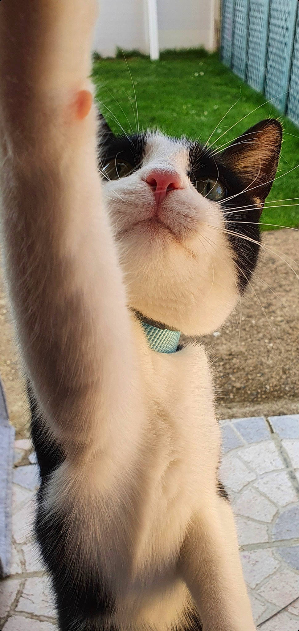 Ramsès a rejoint le concours — aidez-le/la à gagner de superbes lots ! carnivore, cat, claw, collar, domestic_short_haired_cat, eye, fawn, felidae, foot, fur, grass, head, human_body, paw, plant, small_to_medium_sized_cats, snout, tail, terrestrial_animal, whiskers