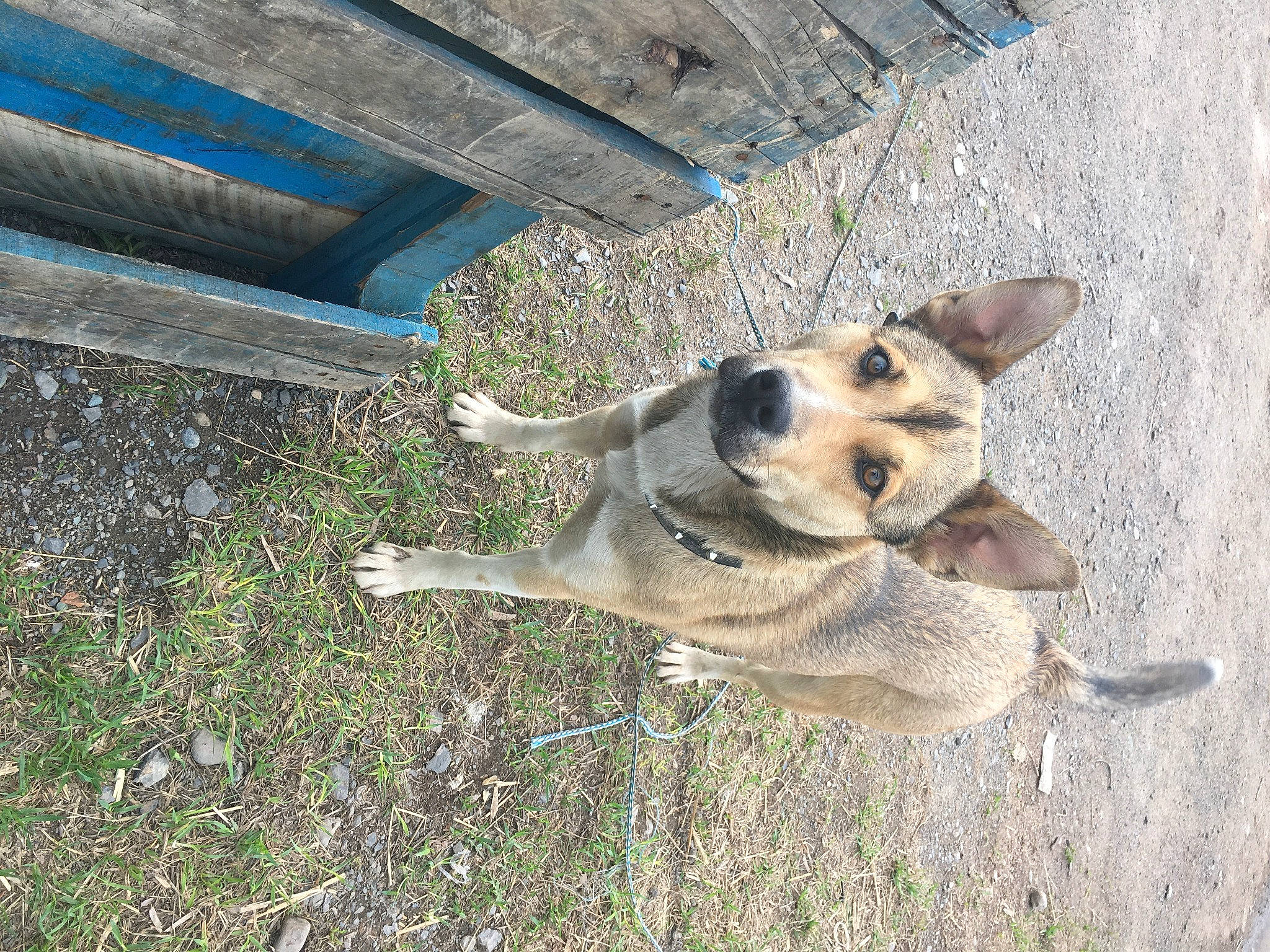 Molly a rejoint le concours — aidez-le/la à gagner de superbes lots ! canidae, carnivore, companion_dog, dog, dog_breed, fawn, foot, herding_dog, paw, plant, snout, soil, sporting_group, tail, terrestrial_animal, working_animal, working_dog