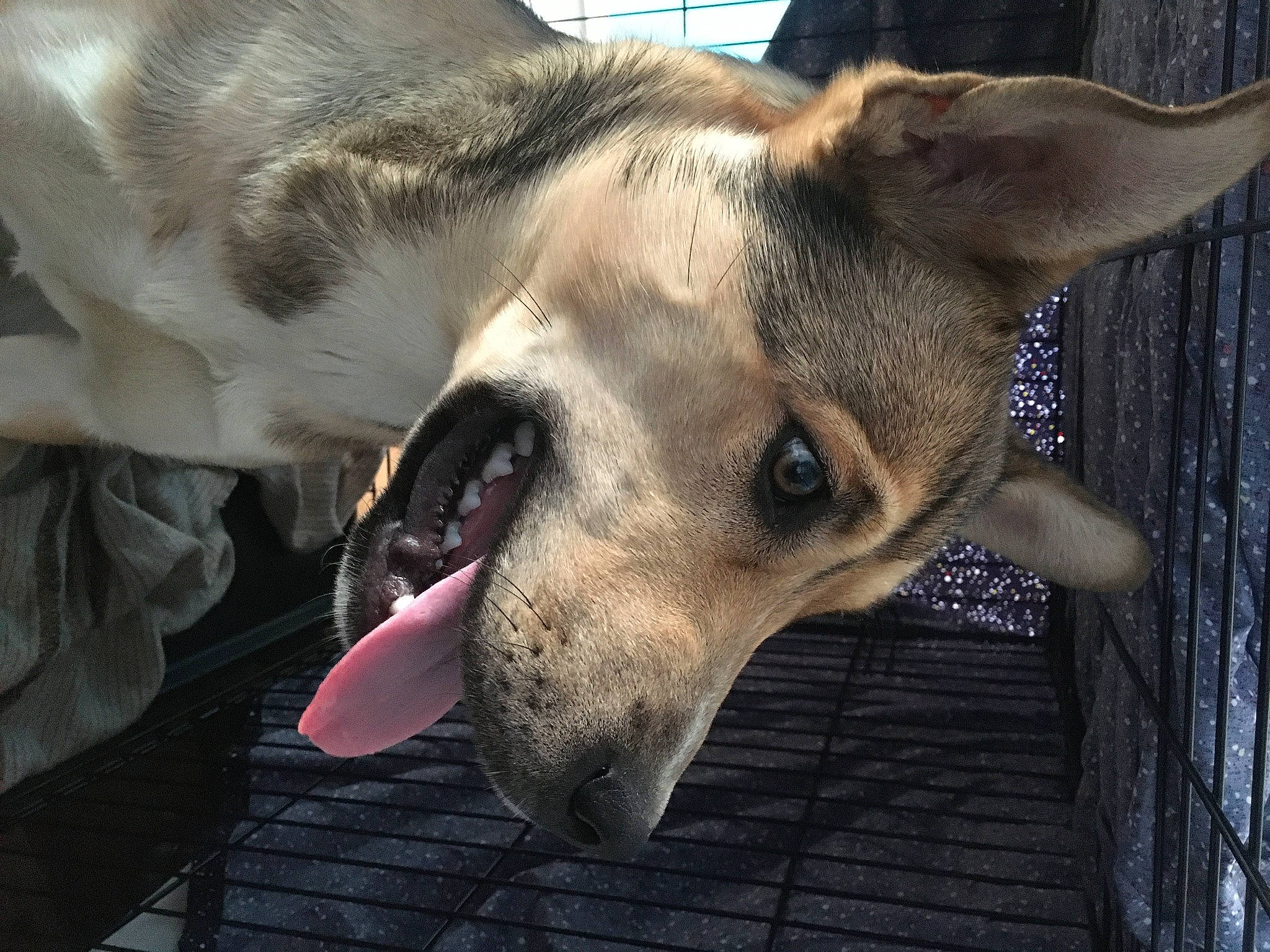 Molly a rejoint le concours — aidez-le/la à gagner de superbes lots ! art, canidae, carnivore, companion_dog, dog, dog_breed, ear, eye, fang, fawn, fur, head, jaw, paw, snout, sporting_group, terrestrial_animal, whiskers, wildlife, working_animal