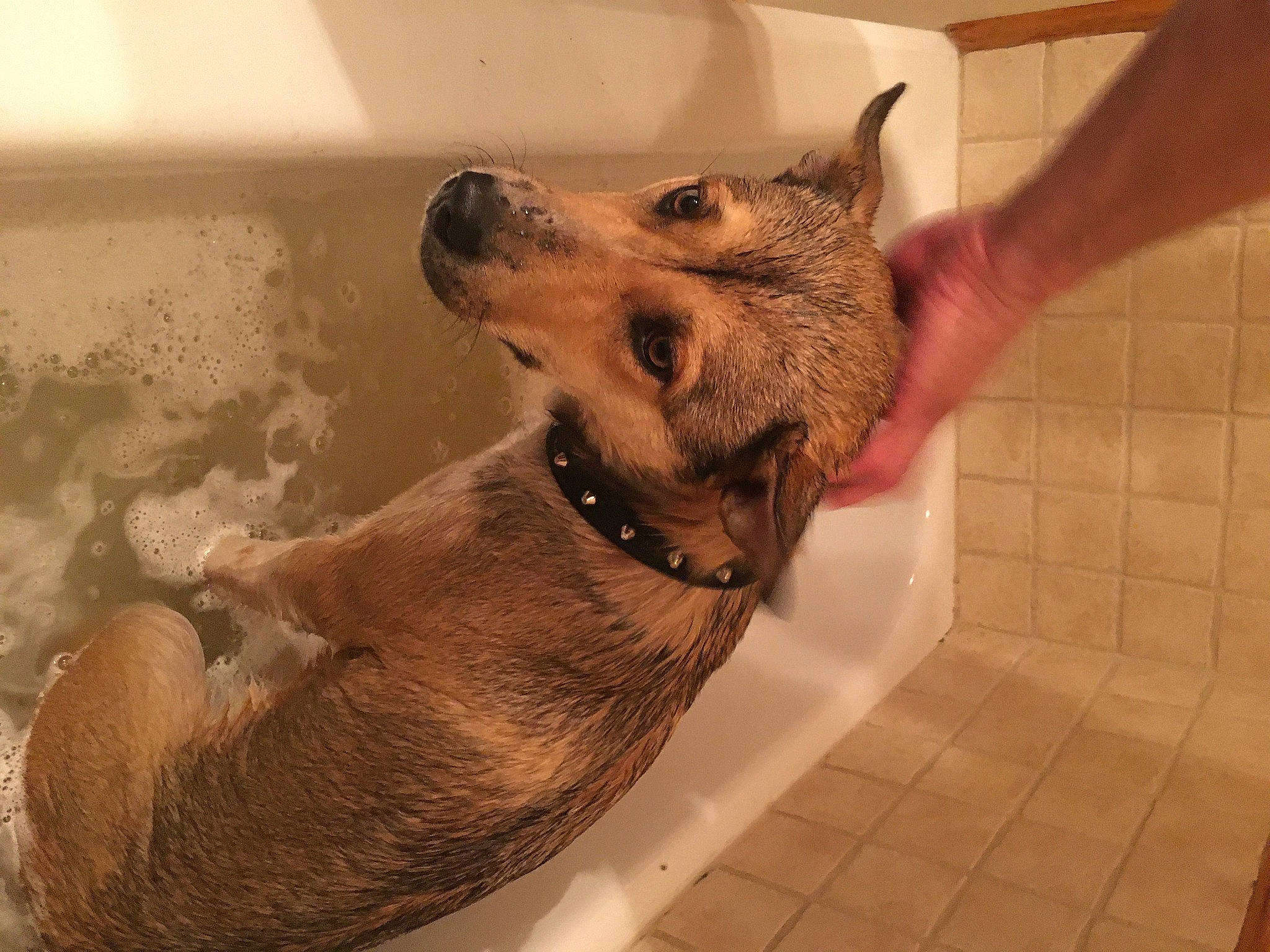 Molly participe au concours pour gagner de l'argent avec cette photo : canidae, canis, carnivore, companion_dog, dog, dog_breed, fawn, floor, flooring, fur, german_shepherd_dog, liver, paw, pet_supply, snout, sporting_group, terrestrial_animal, tile, whiskers, working_animal