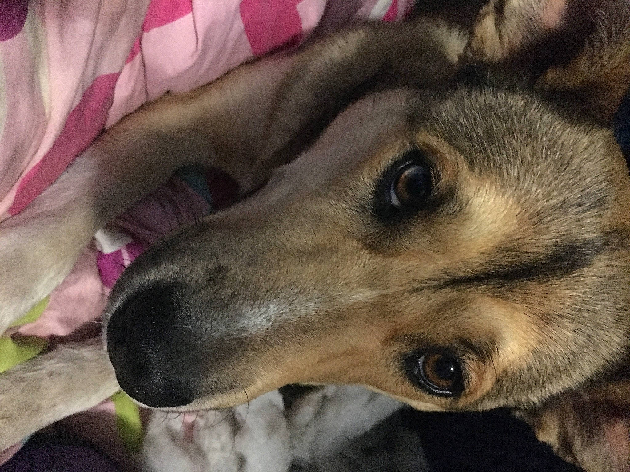 Molly a rejoint le concours — aidez-le/la à gagner de superbes lots ! canidae, canis, carnivore, comfort, companion_dog, dog, dog_breed, east_european_shepherd, fawn, fur, paw, sighthound, snout, sporting_group, street_dog, terrestrial_animal, whiskers, wildlife, working_animal, working_dog