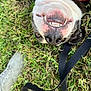 dog, grass, leash, smile, teeth, snout, upside_down, outdoor, pet, happy, canine, white_shoe, collar, playful, closeup, animal, fur, tongue, nose, nature