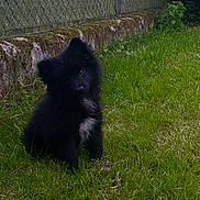 Kyra is registered to the contest to win money with this photo: animal, black_dog, chain_link_fence, curious, cute, dog, fluffy, fur, grass, greenery, head_tilt, moss, nature, outdoor, pet, puppy, sitting, small_dog, stone_wall, young