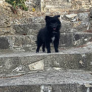 Kyra participe au concours pour gagner de l'argent avec cette photo : animal, black_dog, canine, curious, cute, daylight, dog, ears, fur, nature, outdoor, pet, puppy, rock, small_dog, stairs, standing, stone_steps, tongue_out, young_dog