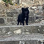 puppy, dog, black_dog, stone_steps, outdoor, pet, young_dog, curious, standing, animal, nature, fur, ears, tongue_out, small_dog, stairs, rock, daylight, canine, cute