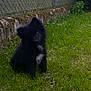 puppy, dog, black_dog, grass, outdoor, pet, cute, fluffy, fur, animal, young, moss, stone_wall, chain_link_fence, head_tilt, nature, greenery, small_dog, sitting, curious