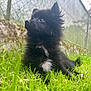 puppy, dog, black_fur, white_patch, grass, outdoor, pet, cute, fluffy, young_dog, animal, nature, fence, moss, stone, lying_down, curious, side_view, small_dog, daylight