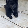 puppy, dog, black_fur, indoor, tile_floor, curious, cute, small, pet, lying_down, young, fluffy, animal, domestic, floor, white_patch, ears, eyes, nose, background