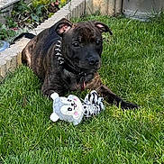 Athena participe au concours pour gagner de l'argent avec cette photo : dog, puppy, brindle, grass, toy, stuffed_animal, garden, plants, greenery, collar, outdoor, pet, cute, animal, playful, nature, leisure, young_dog, fur, ears