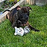 dog, puppy, brindle, grass, toy, stuffed_animal, garden, plants, greenery, collar, outdoor, pet, cute, animal, playful, nature, leisure, young_dog, fur, ears