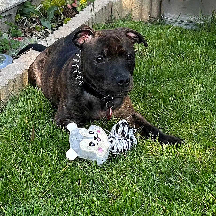 Athena participe au concours pour gagner de l'argent avec cette photo : dog, puppy, brindle, grass, toy, stuffed_animal, garden, plants, greenery, collar, outdoor, pet, cute, animal, playful, nature, leisure, young_dog, fur, ears