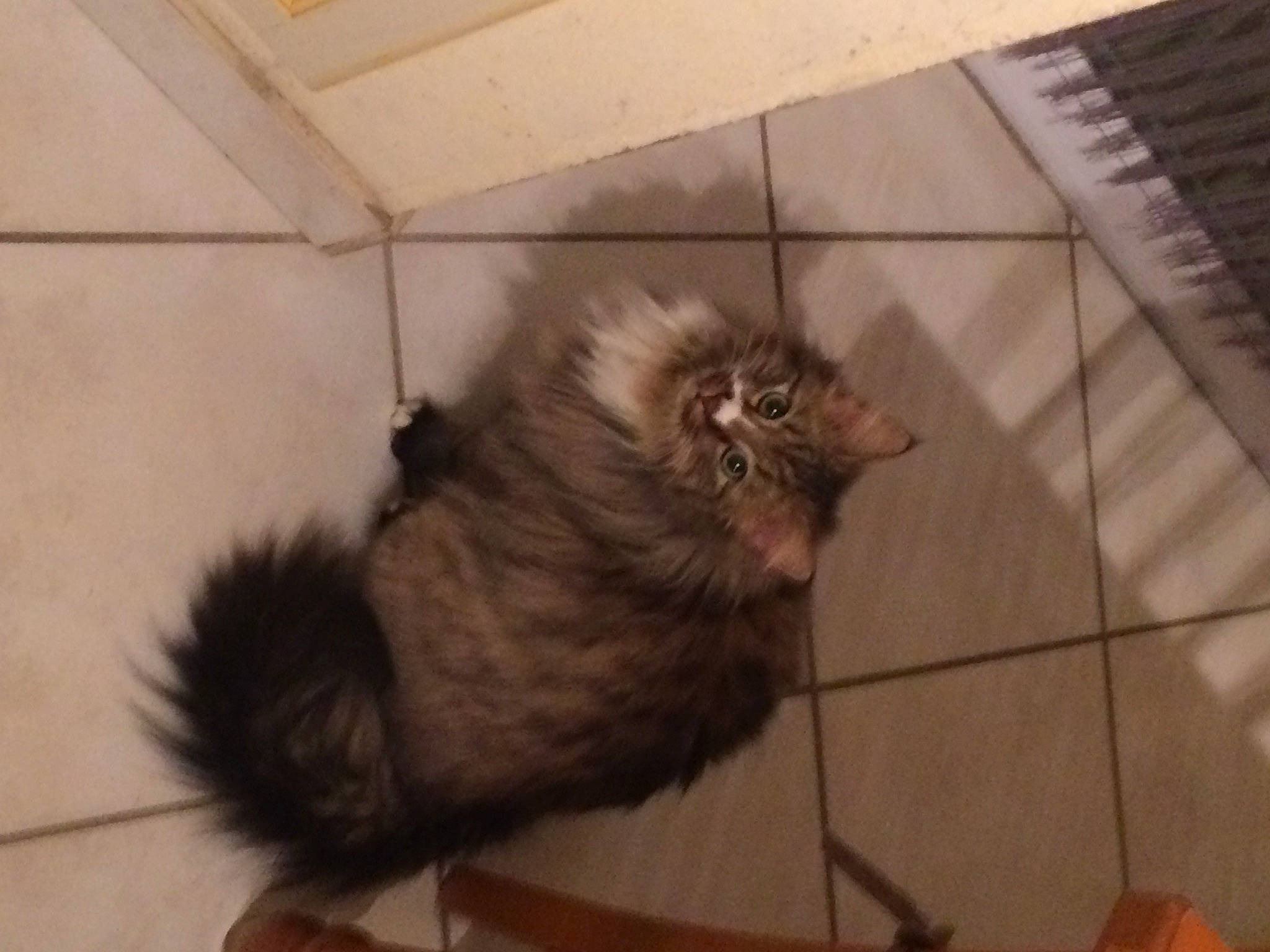 Kiri a rejoint le concours — aidez-le/la à gagner de superbes lots ! animal_shelter, carnivore, cat, dog_breed, fawn, felidae, floor, flooring, fur, hardwood, liver, paw, pet_supply, small_to_medium_sized_cats, snout, sporting_group, tail, terrestrial_animal, whiskers, wood