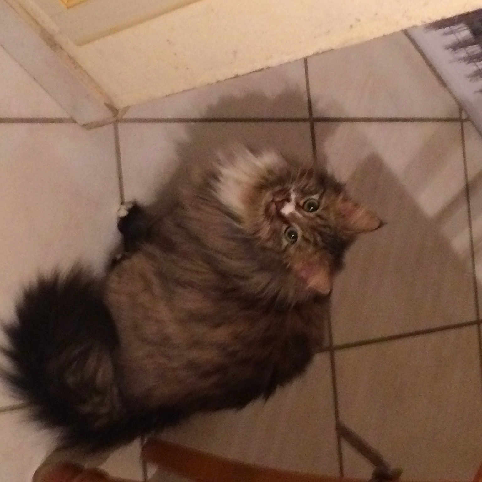Kiri