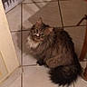 animal, brown, cat, companion, curious, cute, domestic, ears, floor, fluffy, furniture, indoor, long_hair, looking_up, pet, shadow, tail, tile, whiskers, white