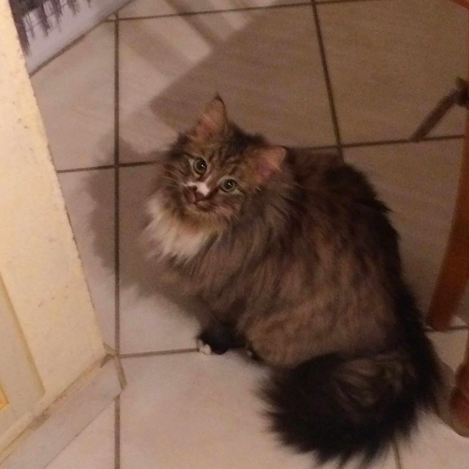Kiri