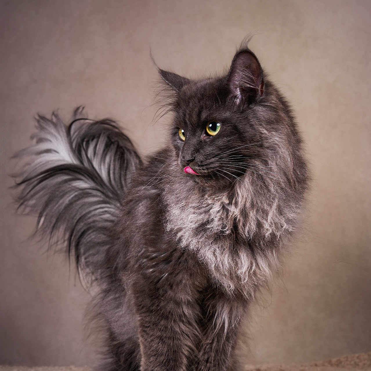 Gaïa a rejoint le concours — aidez-le/la à gagner de superbes lots ! abyssinian, angora, animal, blackcat, bodypart, cat, kitten, manx, mouth, person, pet, siamese, tongue