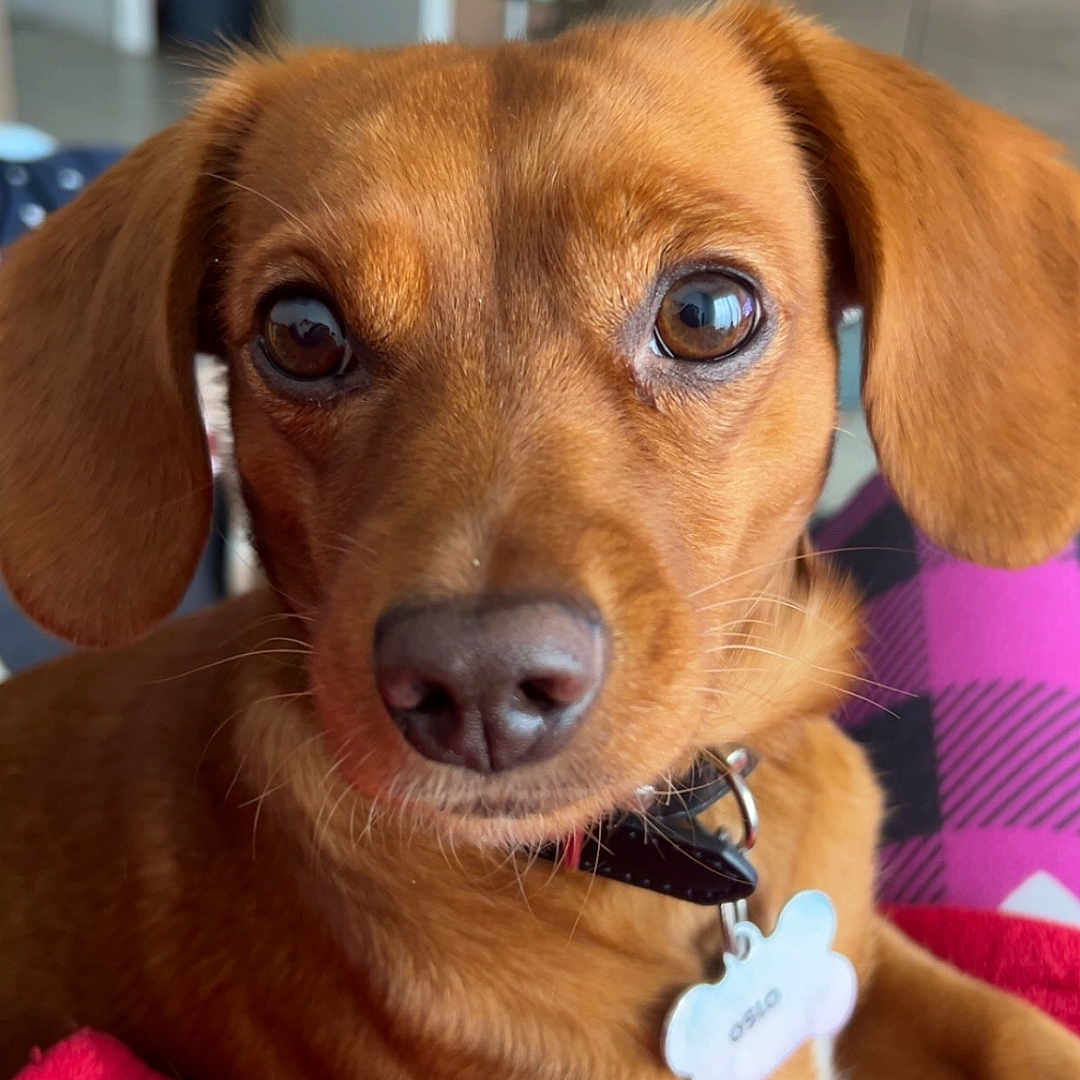 Oslo a rejoint le concours — aidez-le/la à gagner de superbes lots ! animal, background_blur, blanket, brown_dog, close_up, collar, cute, dog, dog_tag, domestic_animal, ears, eyes, fur, indoor, nose, pet, portrait, red_blanket, resting, soft_focus