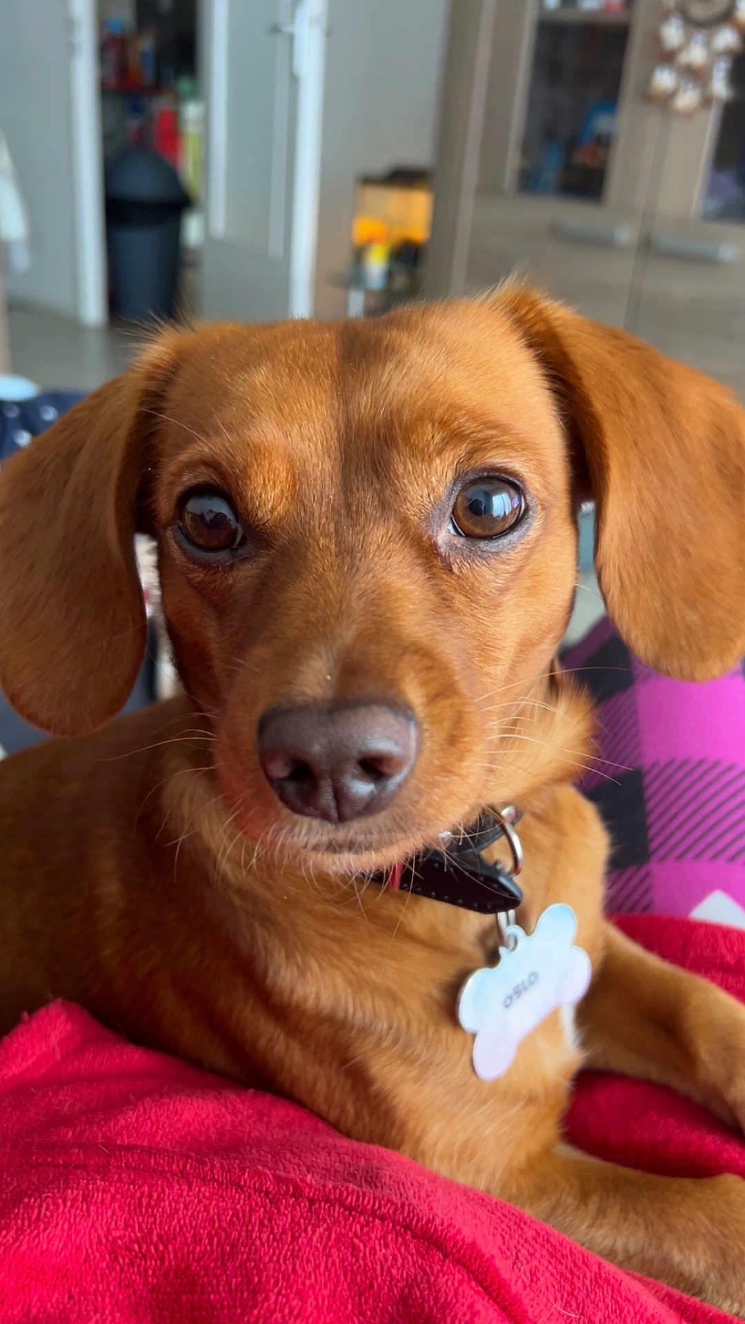 Oslo a rejoint le concours — aidez-le/la à gagner de superbes lots ! dog, brown_dog, pet, close_up, collar, dog_tag, indoor, blanket, red_blanket, fur, ears, nose, eyes, animal, cute, portrait, domestic_animal, resting, soft_focus, background_blur