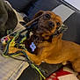 dog, brown_dog, toy, string, couch, pillow, blanket, indoor, pet, playful, cozy, fur, collar, tag, animal, cute, resting, domestic, small_dog, home