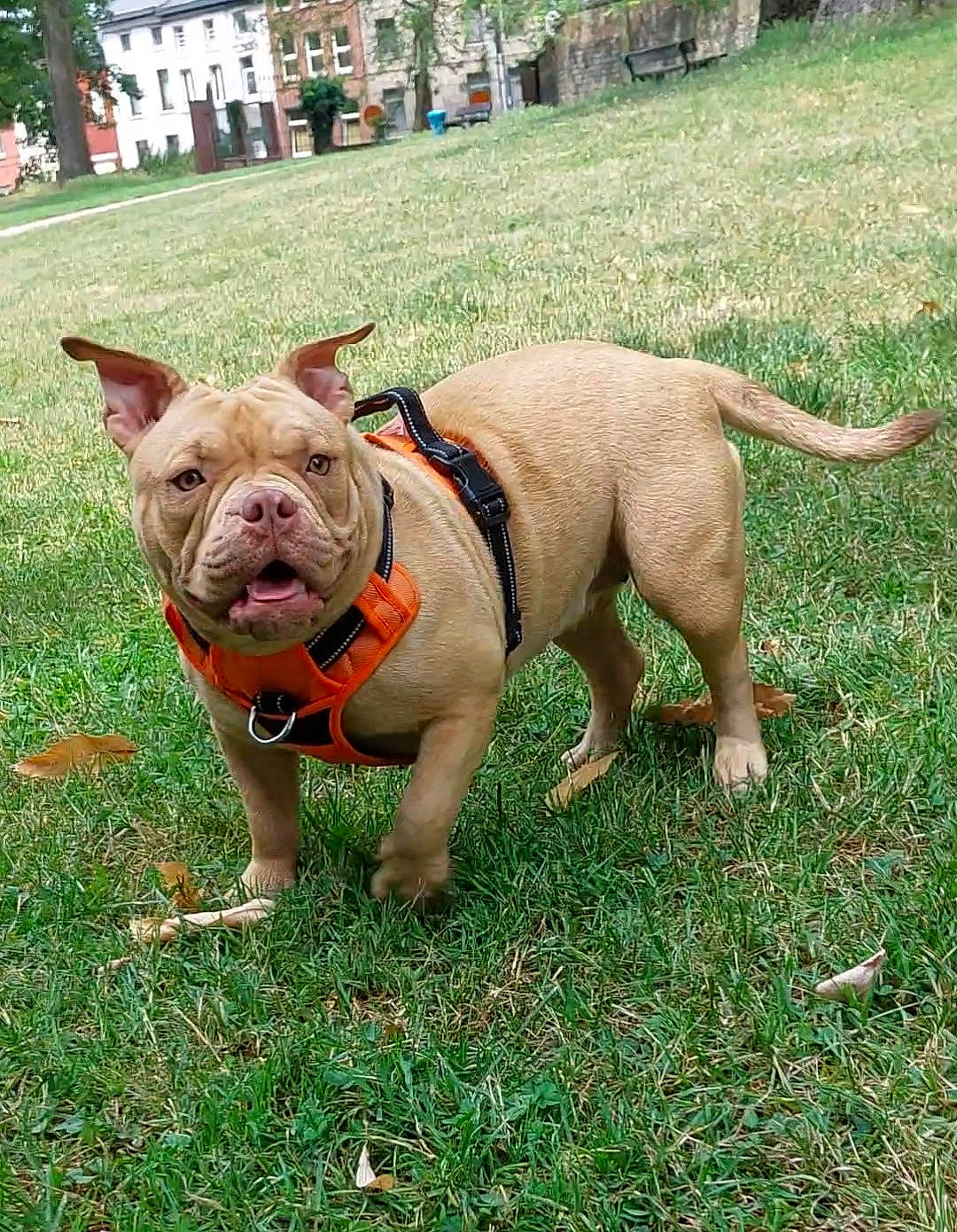 Pandora participe au concours pour gagner de l'argent avec cette photo : australian_bulldog, bulldog, carnivore, collar, companion_dog, dog, dog_breed, dog_collar, dog_supply, fawn, grass, leash, plant, snout, sporting_group, toy, toy_dog, white_english_bulldog, working_animal, wrinkle