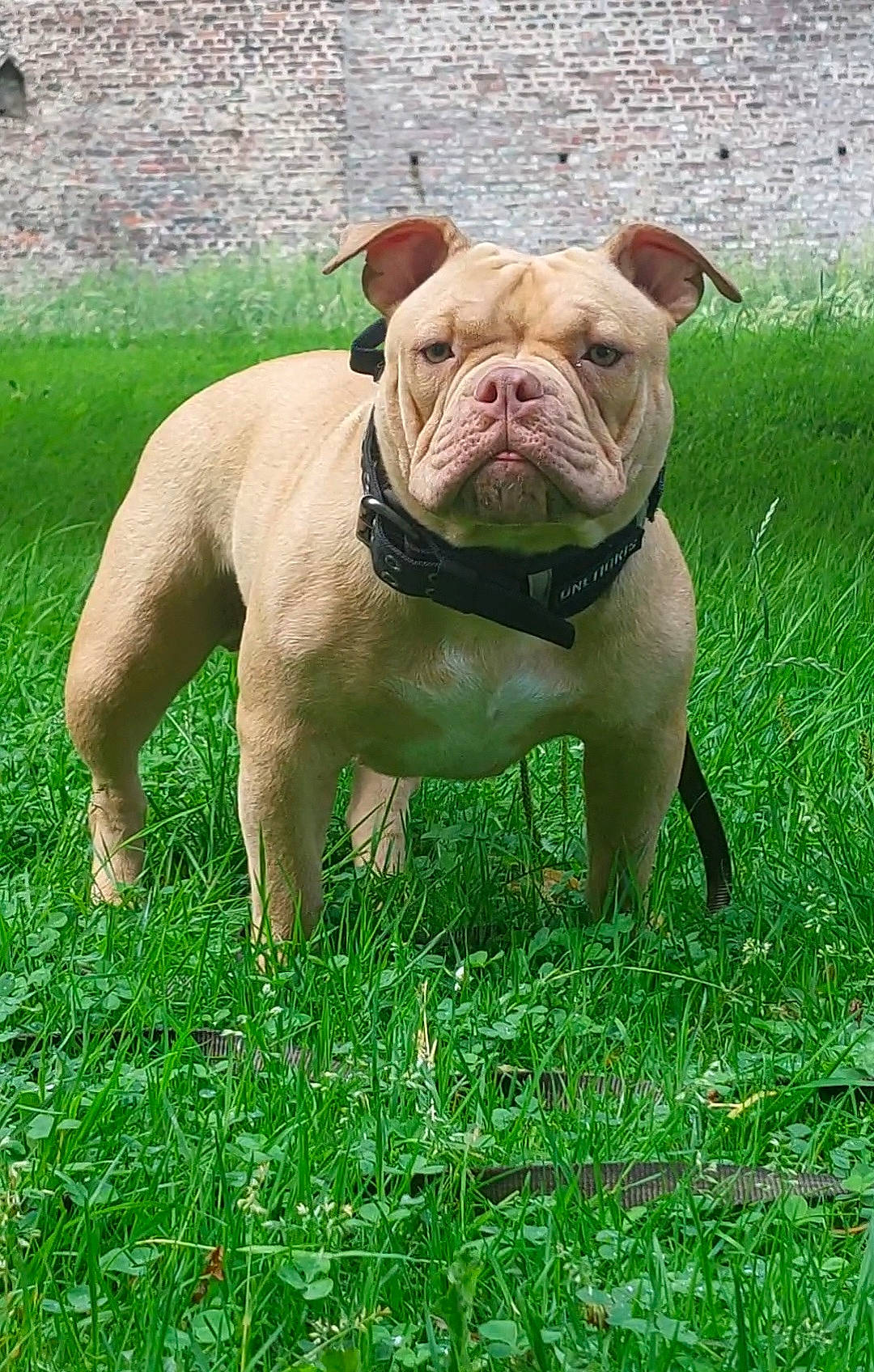 Pandora participe au concours pour gagner de l'argent avec cette photo : bulldog, canidae, carnivore, collar, companion_dog, dog, dog_breed, fawn, grass, grassland, green, molosser, plant, snout, sporting_group, terrestrial_animal, white_english_bulldog, working_animal, working_dog, wrinkle