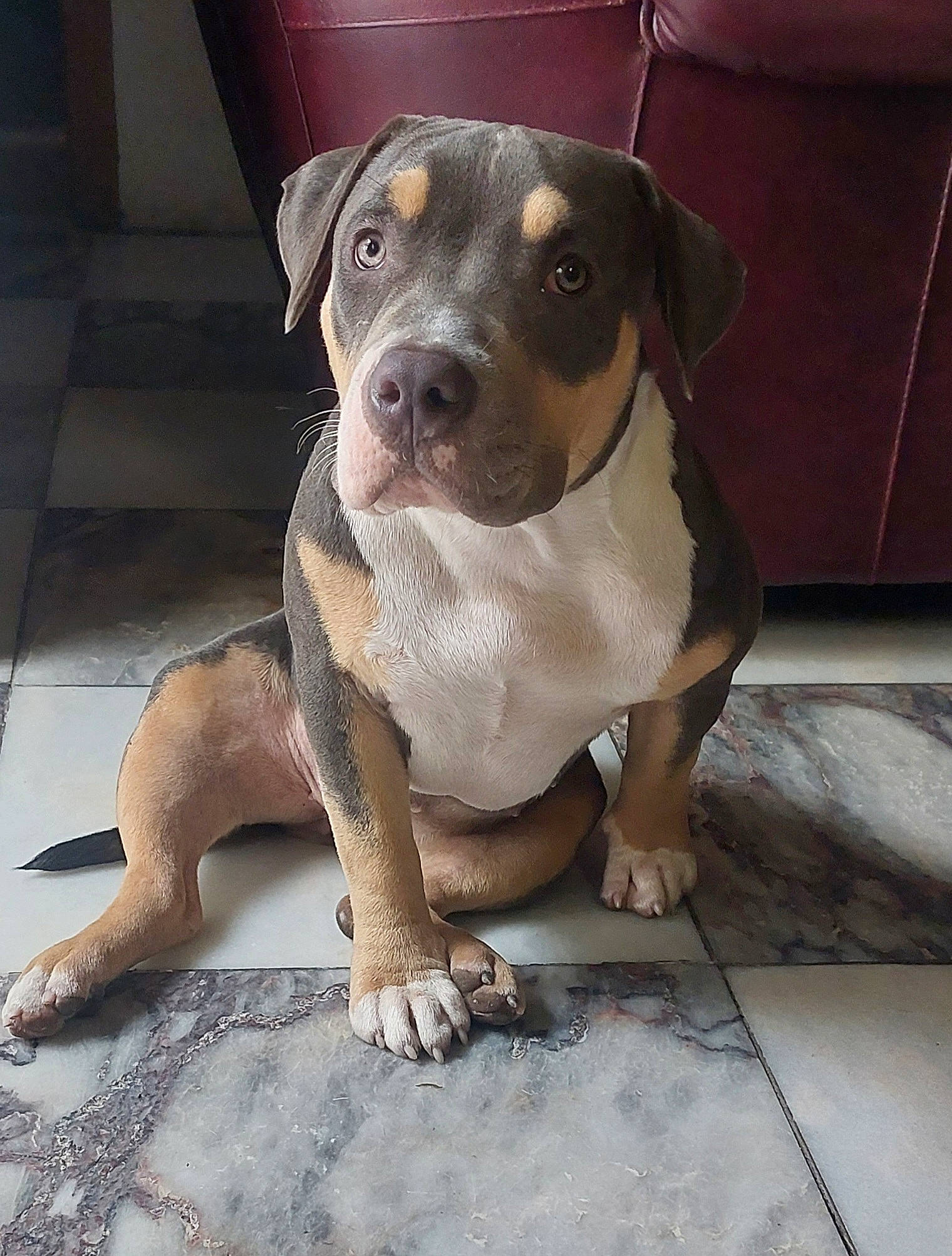 Prada participe au concours pour gagner de l'argent avec cette photo : ancient_dog_breeds, boston_terrier, canidae, carnivore, companion_dog, dog, dog_breed, fawn, flooring, grey, non_sporting_group, paw, pet_supply, snout, sporting_group, toy_dog, whiskers, working_animal