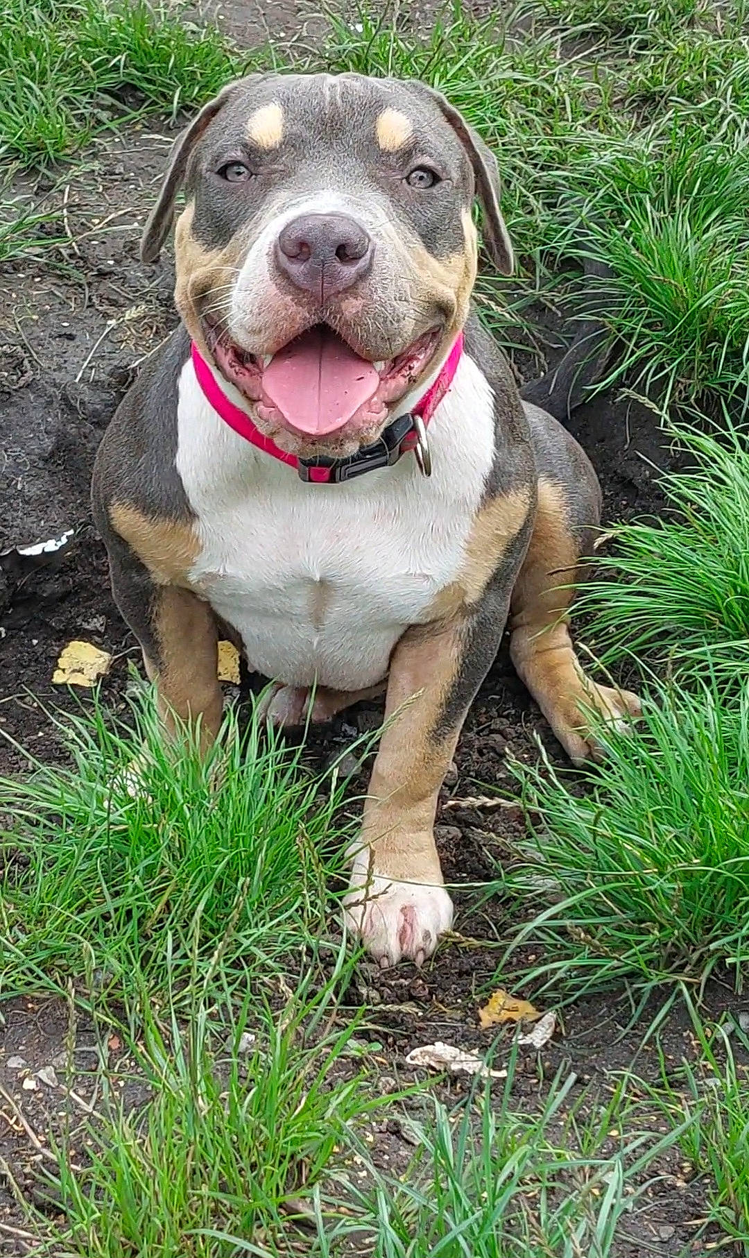 Prada participe au concours pour gagner de l'argent avec cette photo : canidae, carnivore, collar, companion_dog, dog, dog_breed, dog_collar, dog_supply, fawn, grass, leash, liver, metal, pet_supply, plant, snout, sporting_group, terrestrial_animal, whiskers, working_animal