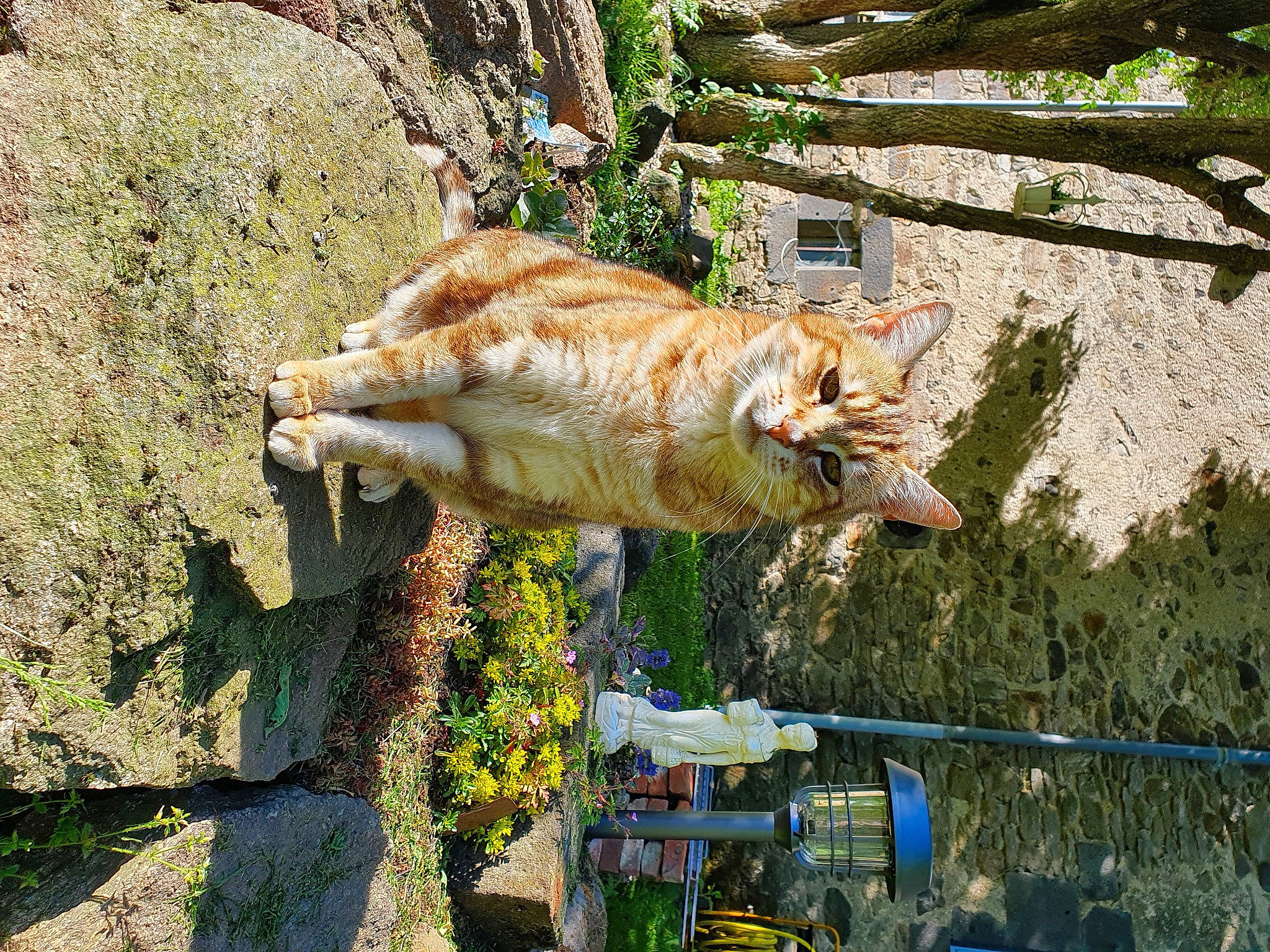 Jeffrey a rejoint le concours — aidez-le/la à gagner de superbes lots ! canidae, carnivore, cat, domestic_short_haired_cat, fawn, felidae, fur, grass, leisure, plant, small_to_medium_sized_cats, sporting_group, tail, terrestrial_animal, tree, trunk, water, whiskers, wildlife, wood