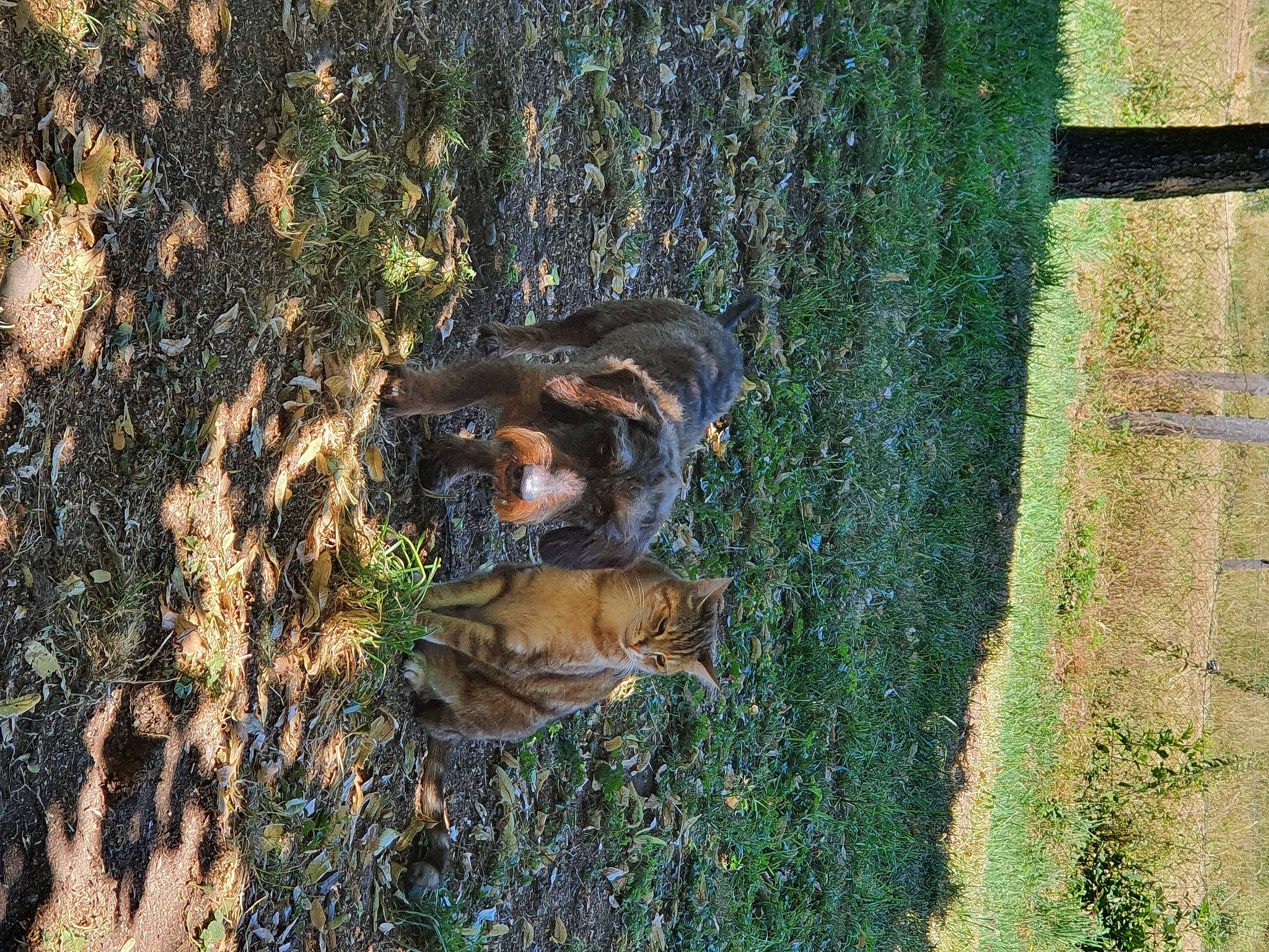 Jeffrey a rejoint le concours — aidez-le/la à gagner de superbes lots ! canidae, carnivore, companion_dog, dog, dog_breed, fawn, grass, grass_family, guard_dog, landscape, plant, shadow, soil, sporting_group, tail, terrestrial_animal, tree, trunk, wildlife, wood