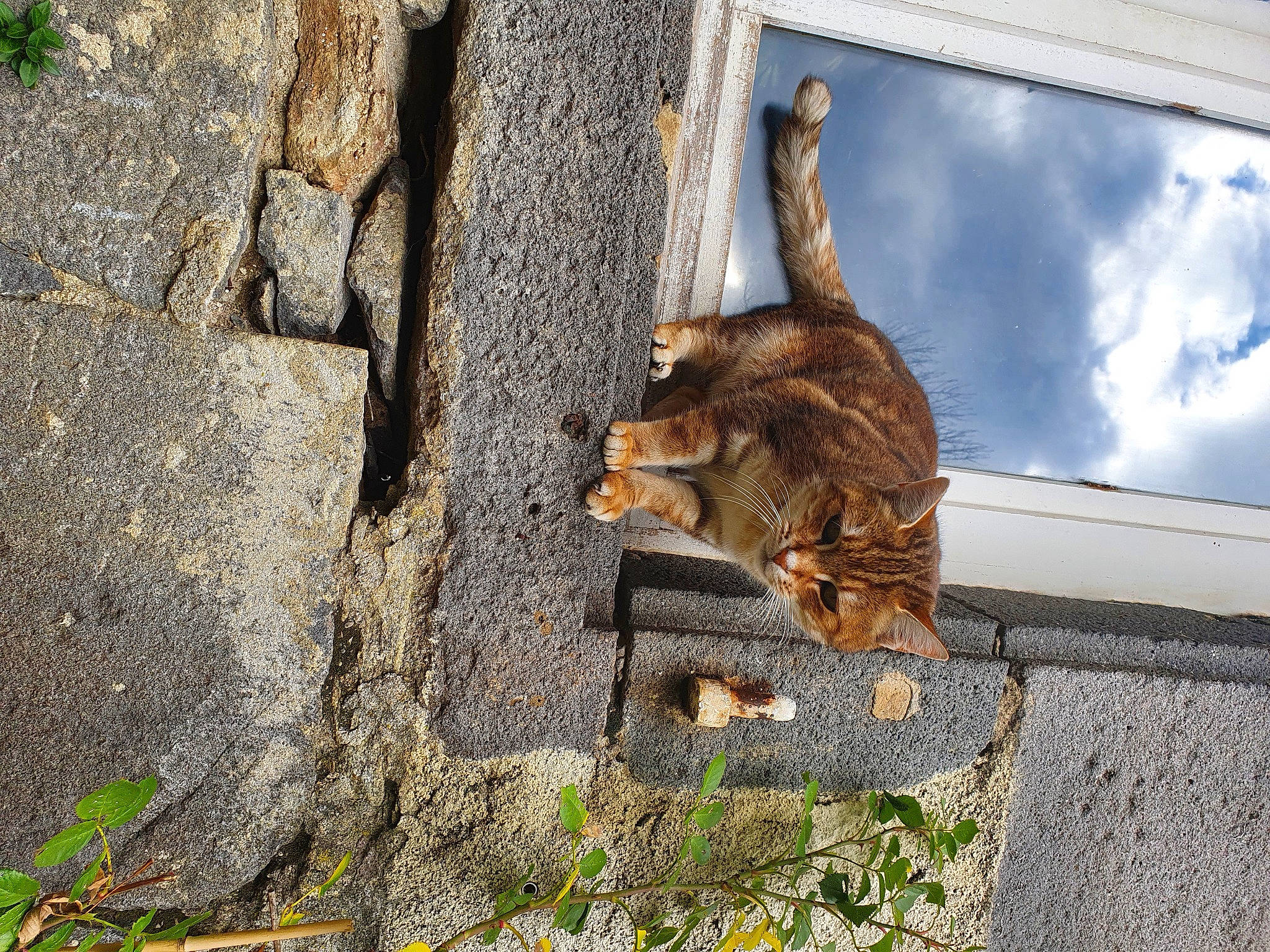 Jeffrey a rejoint le concours — aidez-le/la à gagner de superbes lots ! art, asphalt, carnivore, claw, fawn, felidae, fur, grass, metal, plant, road_surface, small_to_medium_sized_cats, snout, squirrel, tail, terrestrial_animal, tree, trunk, wildlife, wood